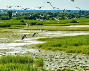 Rumäniens Donaudelta: Ein Paradies für Vogelbeobachter und Naturfreunde