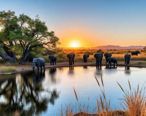 Top 5 Wasserlöcher im Etosha-Nationalpark