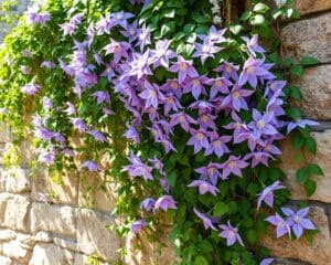 Wächst die Clematis auch ohne Kletterhilfe?