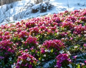Welche Bodendecker blühen auch im Winter?