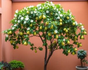 Welche Spalierbirne eignet sich für meine Terrasse?