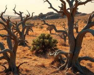 Welcher Baum eignet sich für sehr trockene Standorte?