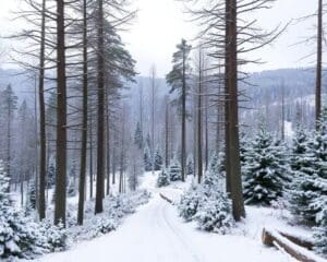 Wie erlebt man den Schwarzwald im Winter?