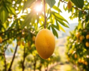 Wie gesund ist die Mango?